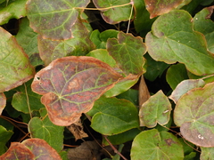 Epimedium perralderianum
