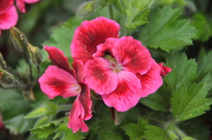 Pelargonium × hybridum