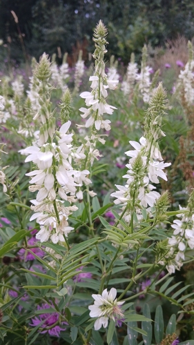 common milkpea