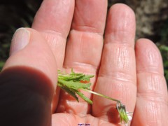 Viola kitaibeliana