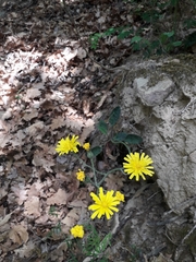 Hieracium bifidum
