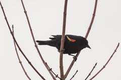 Agelaius phoeniceus