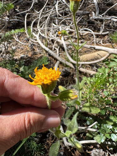 iNaturalist observation photo of nodding arnica