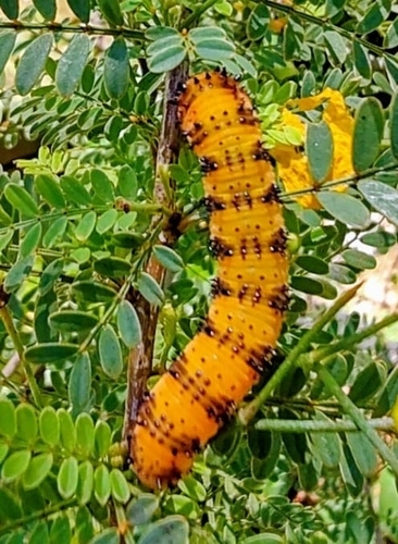 Orange-barred Sulphur