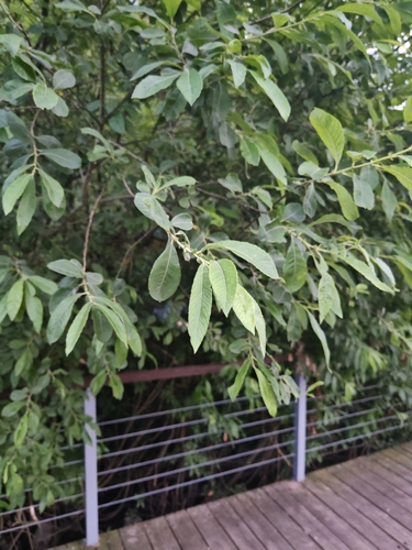 Наблюдение на iNaturalist