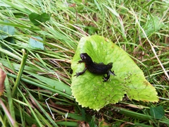 Ichthyosaura alpestris alpestris