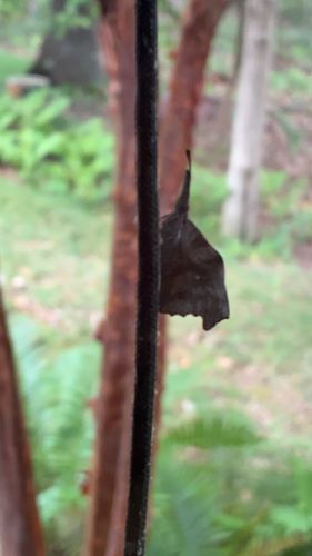 American Snout