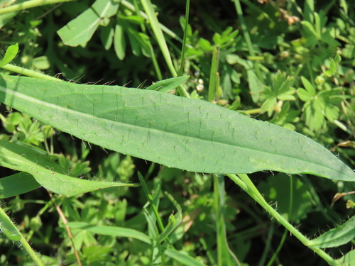Pilosella floribunda, photograph 6