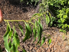 Codonocarpus attenuatus