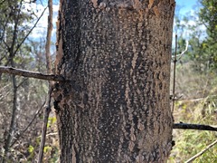 Codonocarpus attenuatus