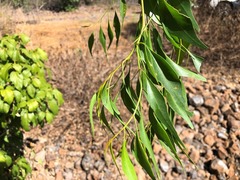 Codonocarpus attenuatus