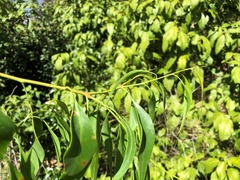 Codonocarpus attenuatus