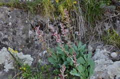 Corydalis ledebouriana