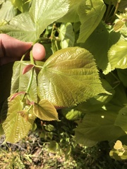 Tilia × europaea