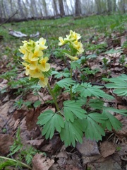Corydalis bracteata