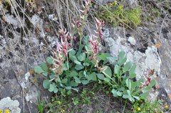 Corydalis ledebouriana