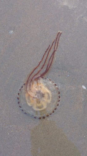 Compass Jelly