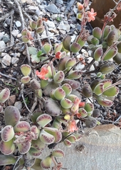 Cotyledon tomentosa