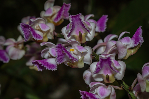 Aerides crispa