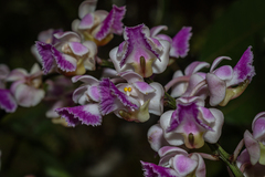 Aerides crispa