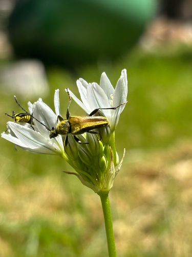 iNaturalist observation photo of Yellow Velvet Beetle