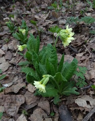 Primula elatior pallasii
