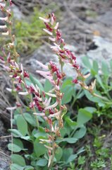 Corydalis ledebouriana
