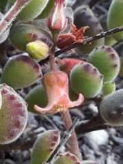Cotyledon tomentosa