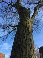 Robinia pseudoacacia