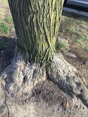Robinia pseudoacacia