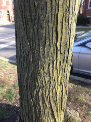 Robinia pseudoacacia