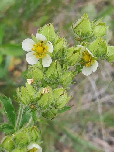 cream cinquefoil
