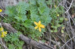 Eranthis longistipitata