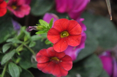 Petunia × atkinsiana