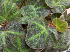 Begonia solimutata