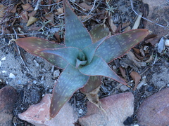 Aloe × schimperi