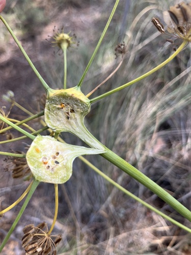 Lasioptera carophila
