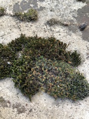 Bryophyta