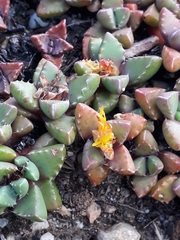 Faucaria