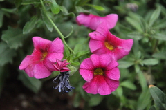Petunia × atkinsiana