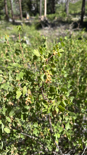 iNaturalist observation photo of wax currant
