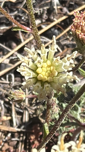 iNaturalist observation photo of Hoary Pincushion