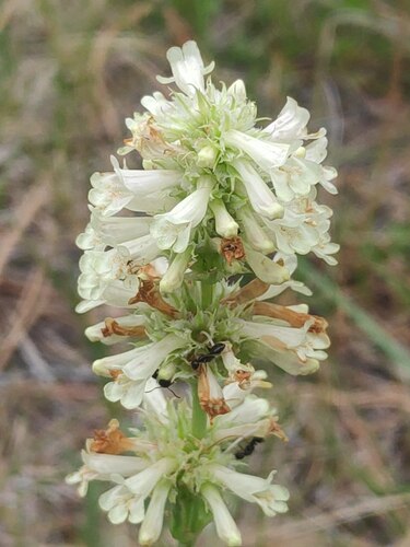 Yellow Beardtongue