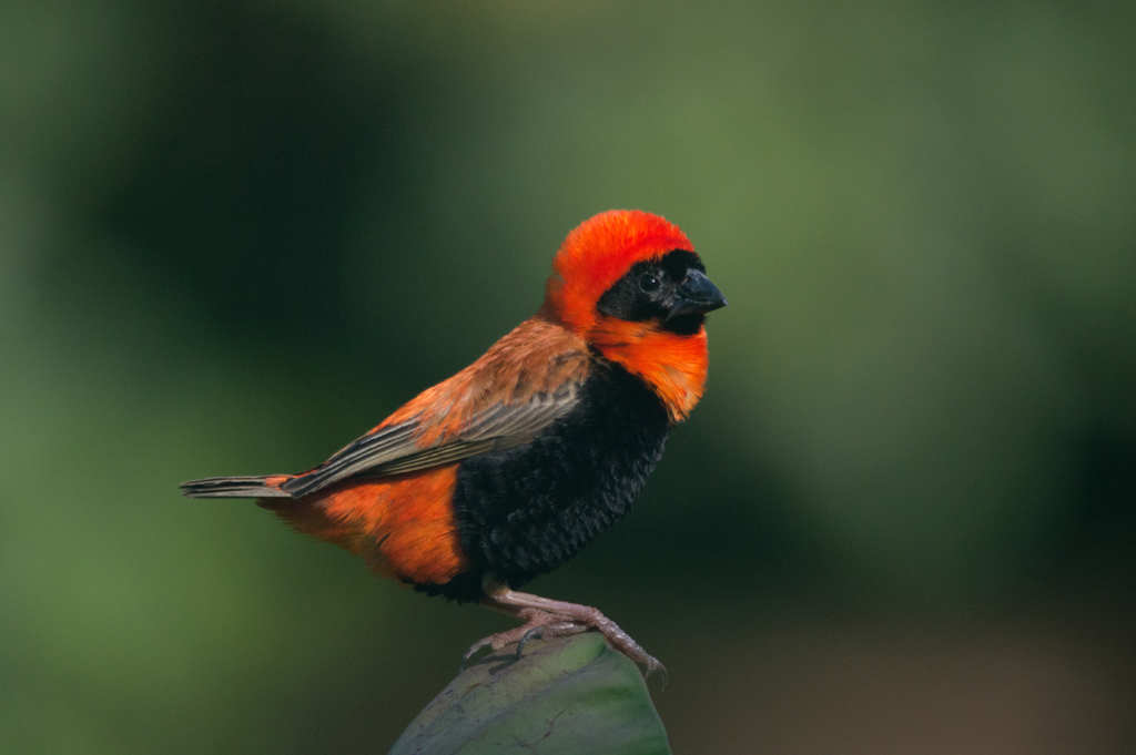 Southern Red Bishop