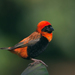 Southern Red Bishop - Photo (c) Calvin Harris, some rights reserved (CC BY-NC-SA), uploaded by Calvin Harris