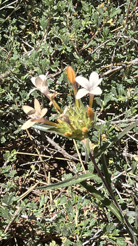 iNaturalist observation photo of grand collomia