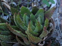 Haworthiopsis