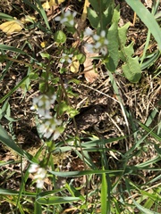 Cochlearia officinalis