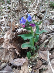 Pulmonaria mollis