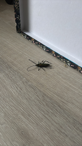Musk beetle